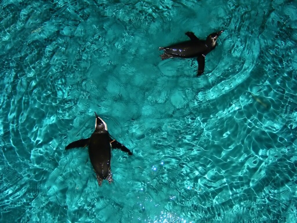 Penguins swimming in New England Aquarium