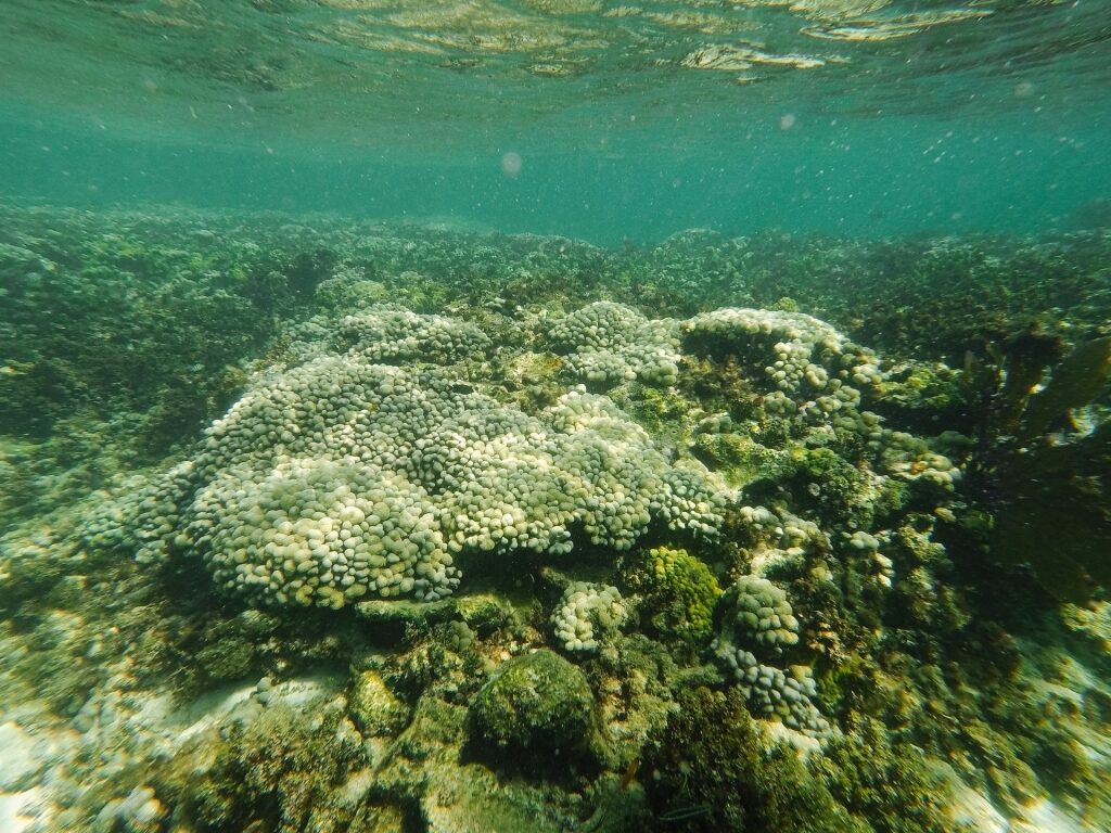 Marine life of Andros Barrier Reef