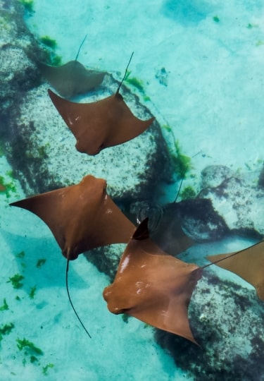 Stingrays to see when snorkeling in Nassau