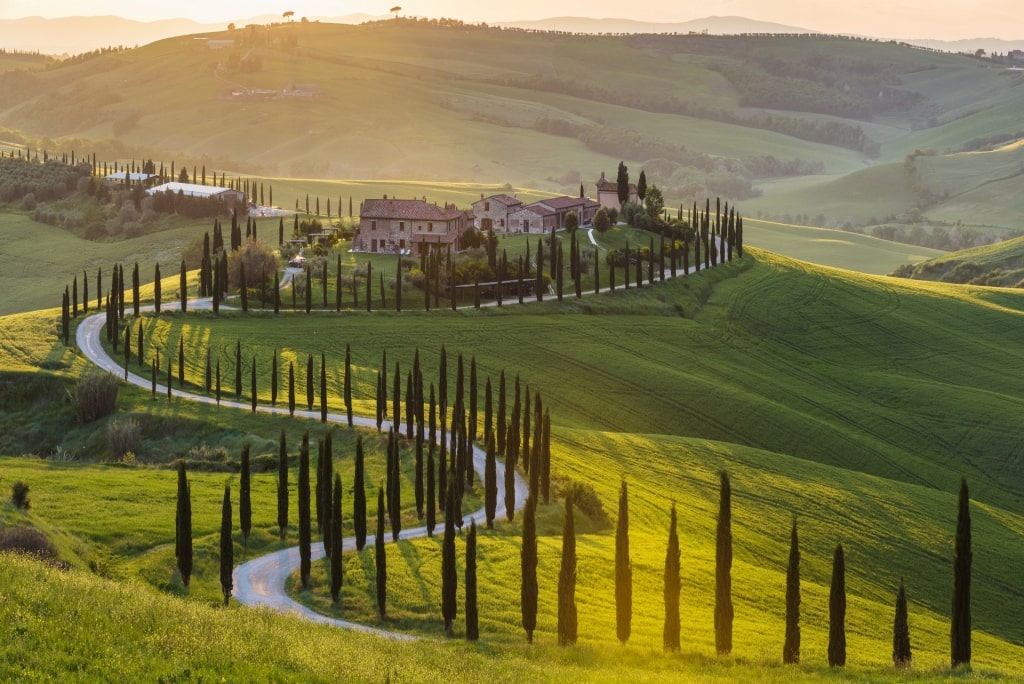 Vineyard in Tuscany