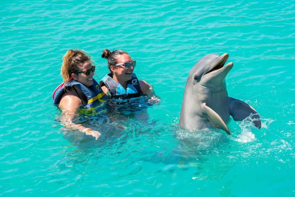 People swimming with dolphins