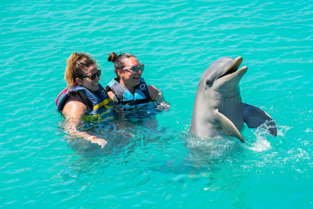 People swimming with dolphins