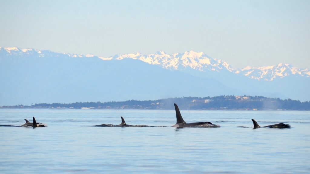 Whales spotted in Salish Sea