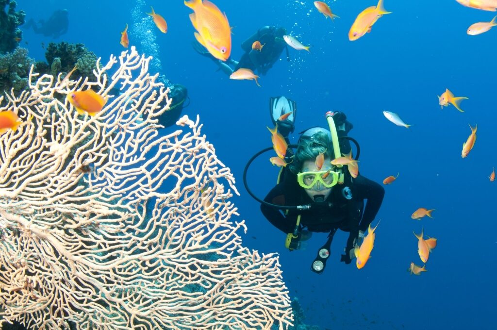 Scuba diver in the Great Barrier Reef with view of marine life