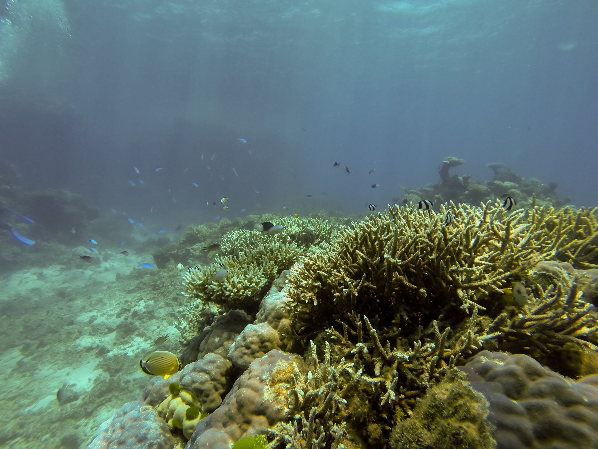 Visit the Great Barrier Reef: Everything You Need to Know | Celebrity ...