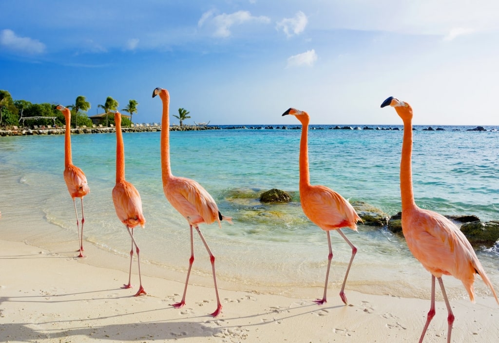 Flamingos walking by the beach