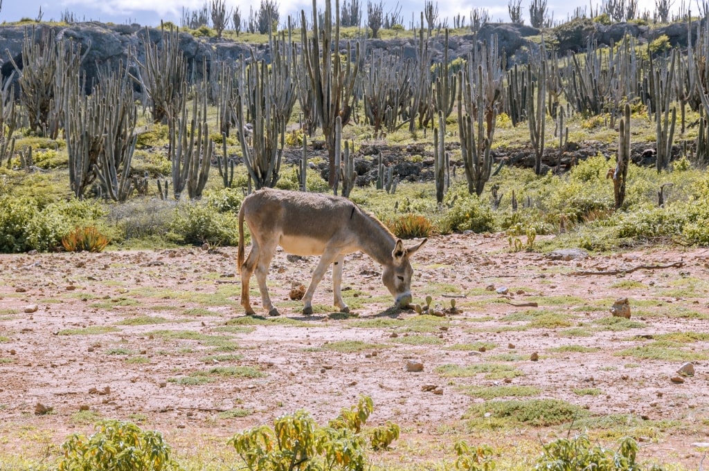 Donkey spotted at the Donkey Sanctuary Bonaire