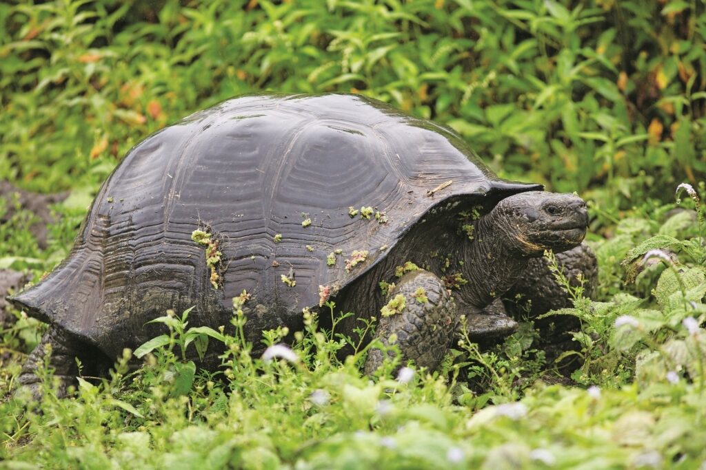 Huge Galapagos tortoise