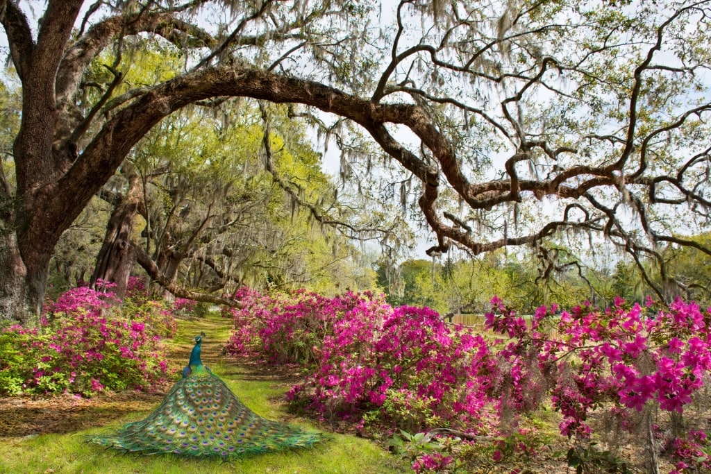 Peacock wandering around the lush Magnolia Gardens