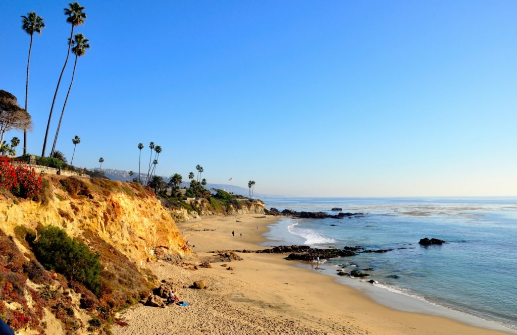 Coastline of Laguna Beach with towering palm trees