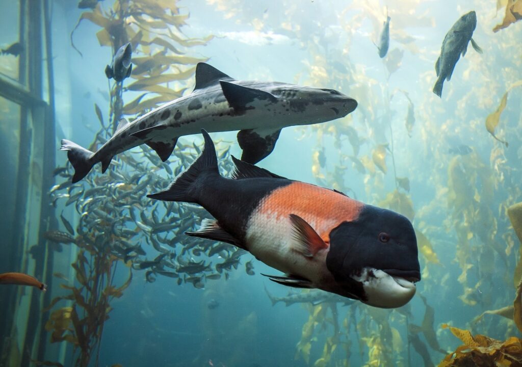 Fishes swimming in Monterey Bay Aquarium