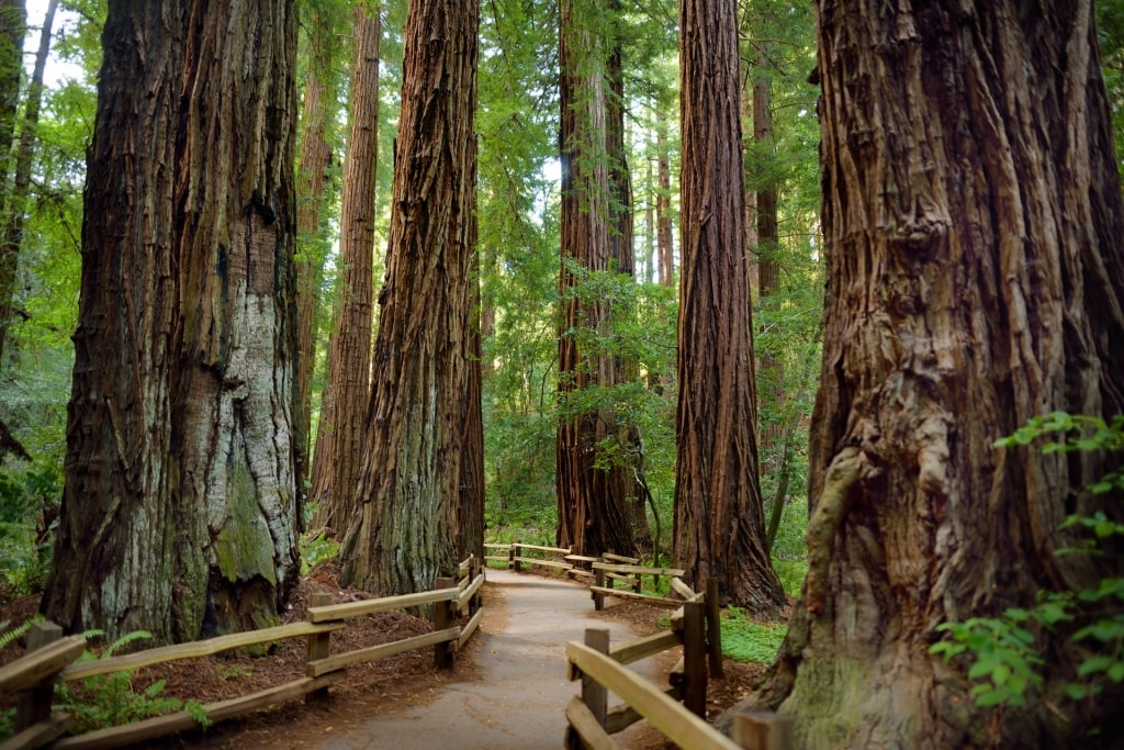 Massive trees surrounding walkway in Muir Woods