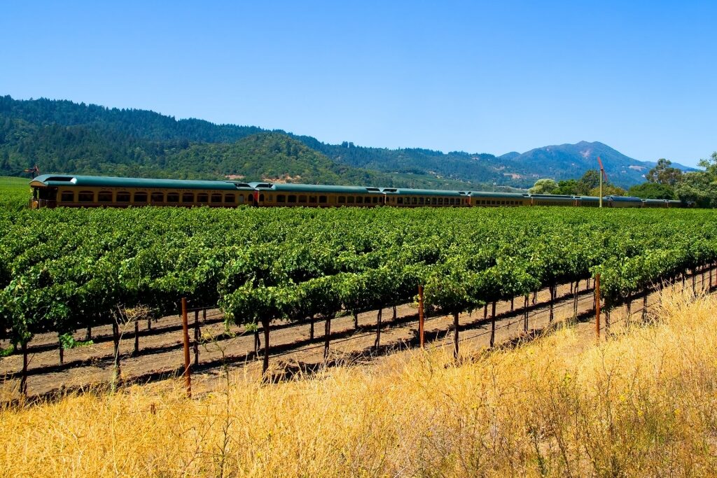 Napa Valley Wine Train passing by vineyards