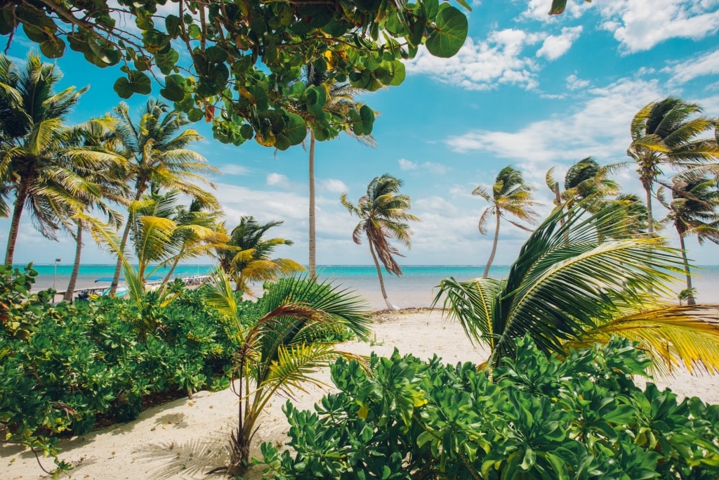 Scenic view of Xcalak Beach with palm trees