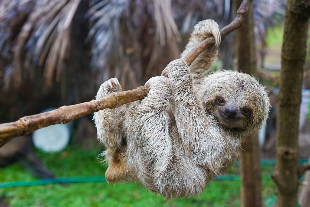 Adorable sloth hanging from a wood