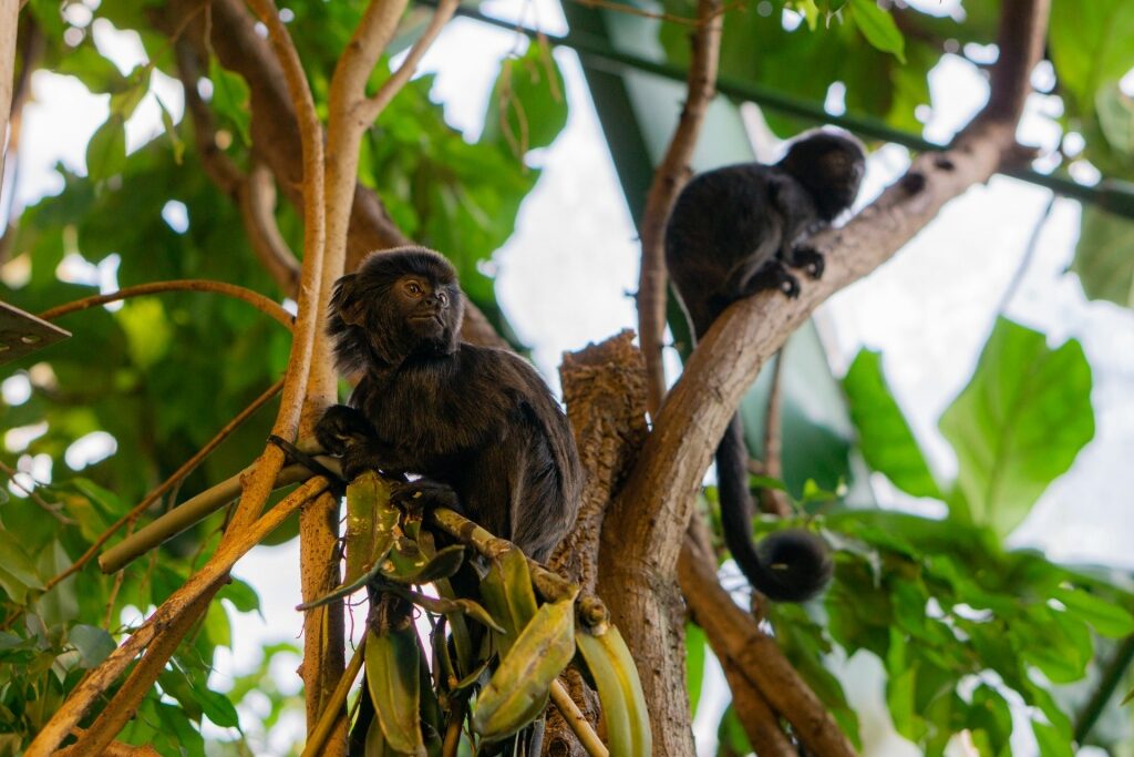 Monkeys resting on a tree branch