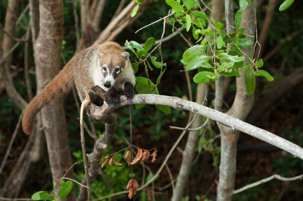 Exotic animal coati on a tree branch