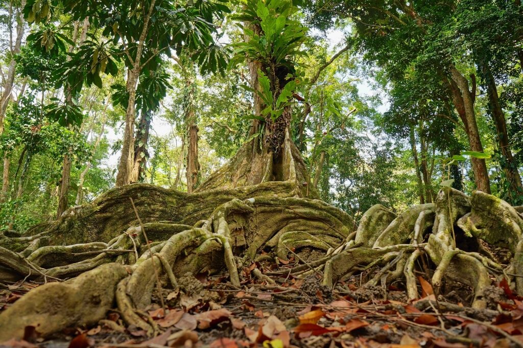 Lush landscape of Costa Rica nature