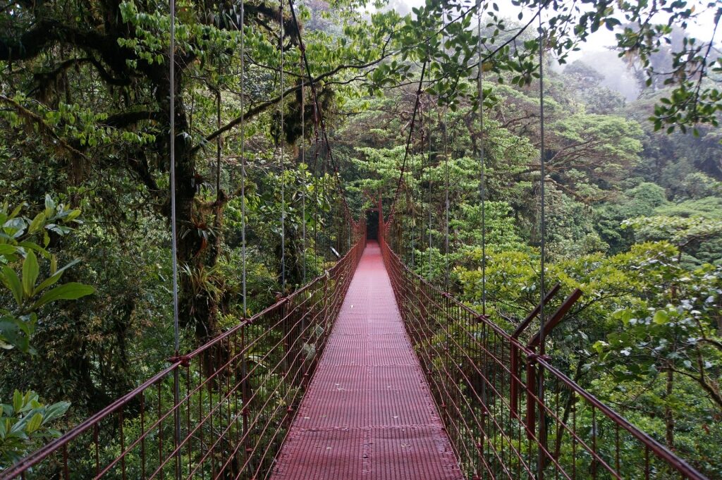 Bridge in the middle of Monteverde Cloud Forest