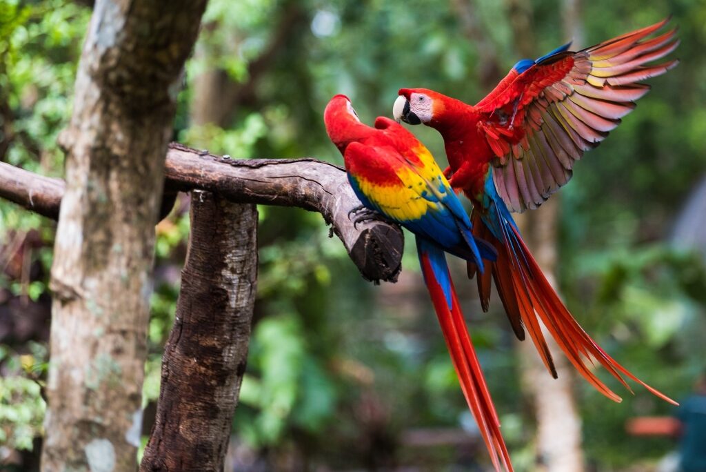 Scarlet macaws on a branch 