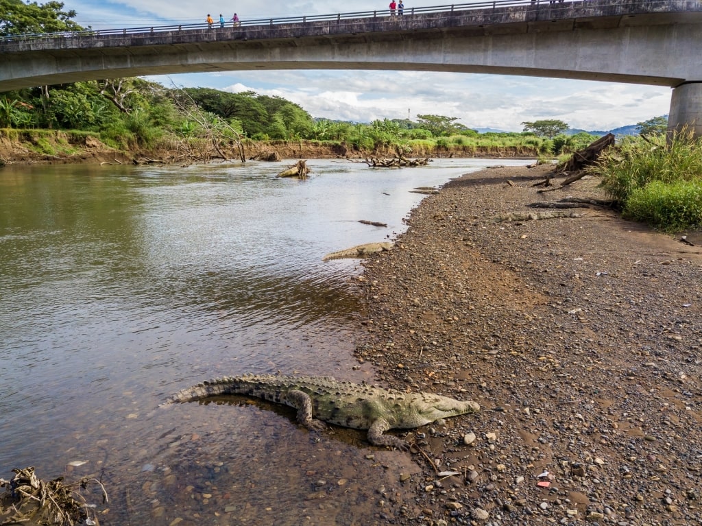 Crocodile in Tarcoles River