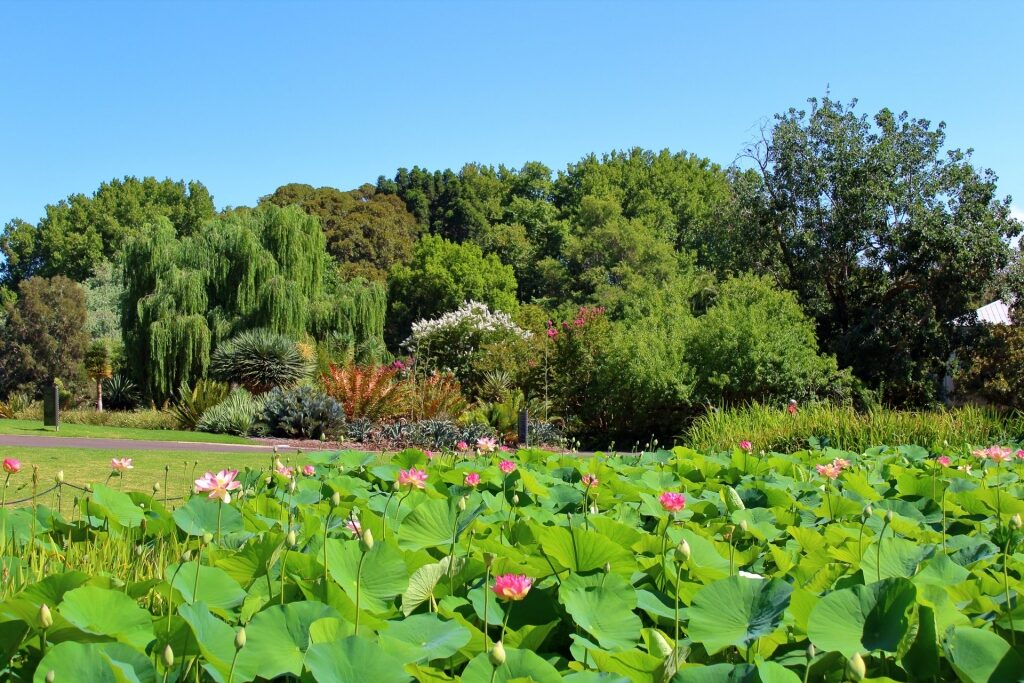 Lush landscape of Adelaide Botanical Gardens