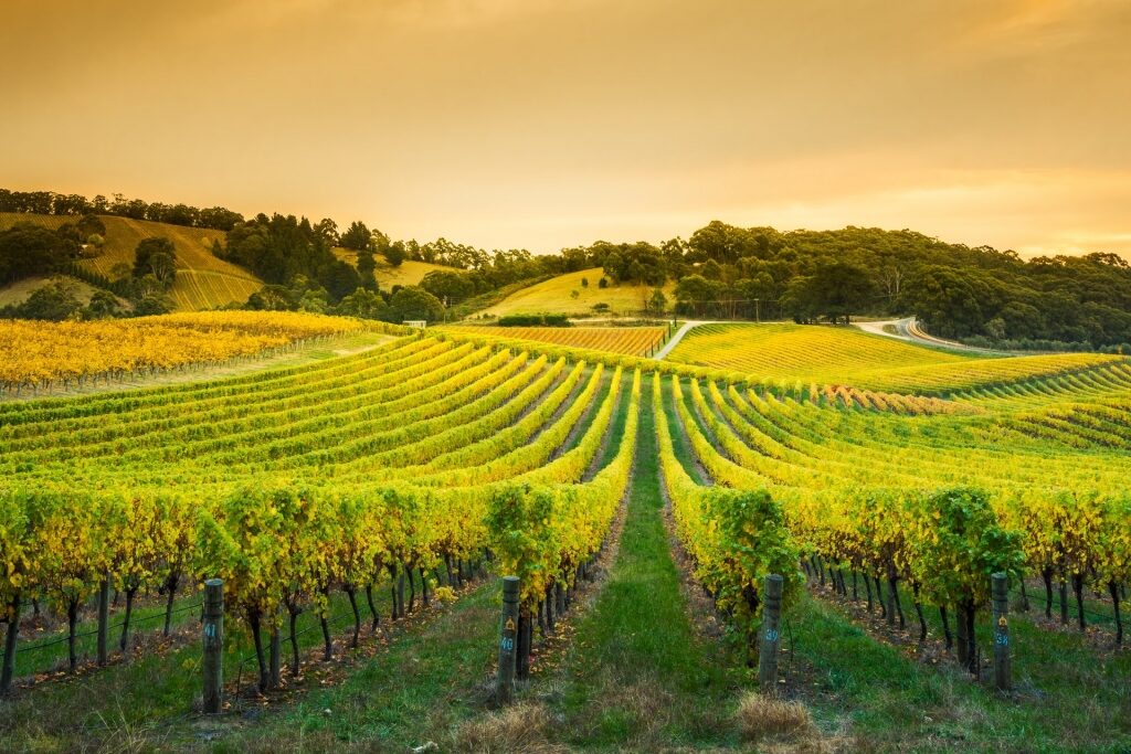 Beautiful vineyard in Adelaide