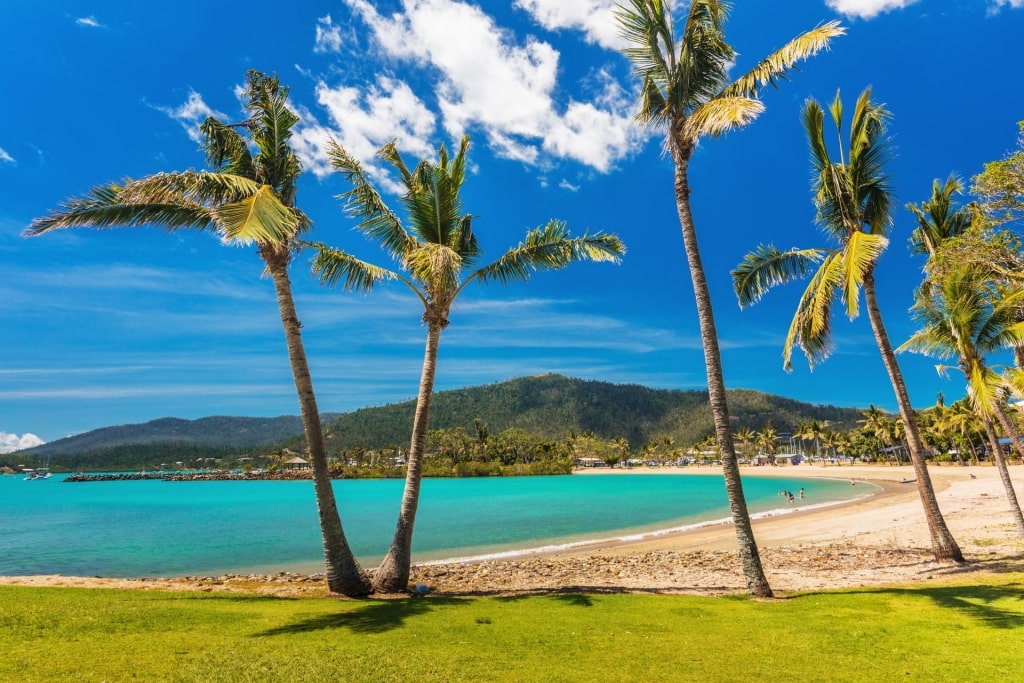 Quiet Airlie Beach with palm trees lined up