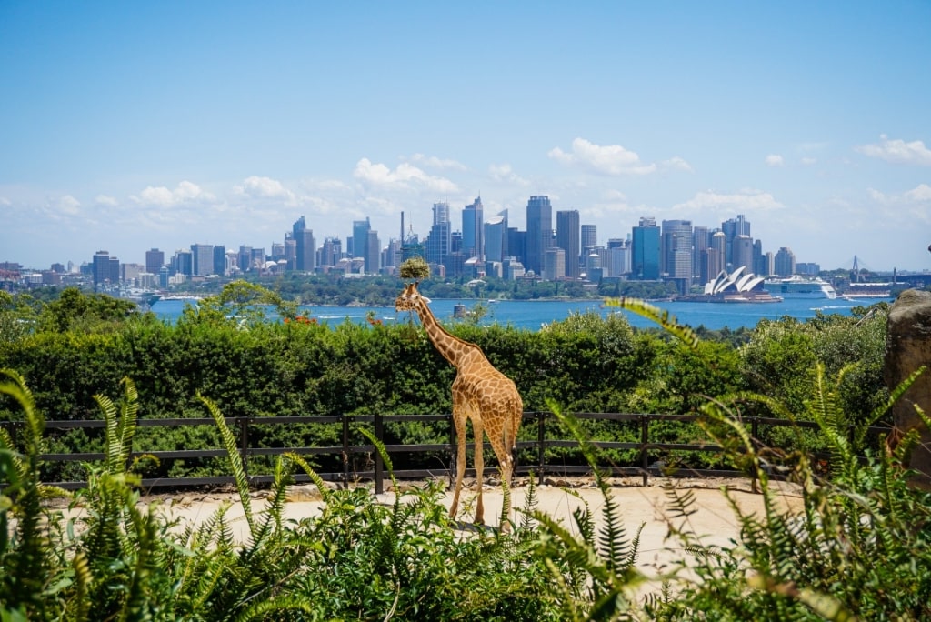 Giraffe spotted in Taronga Zoo, Sydney