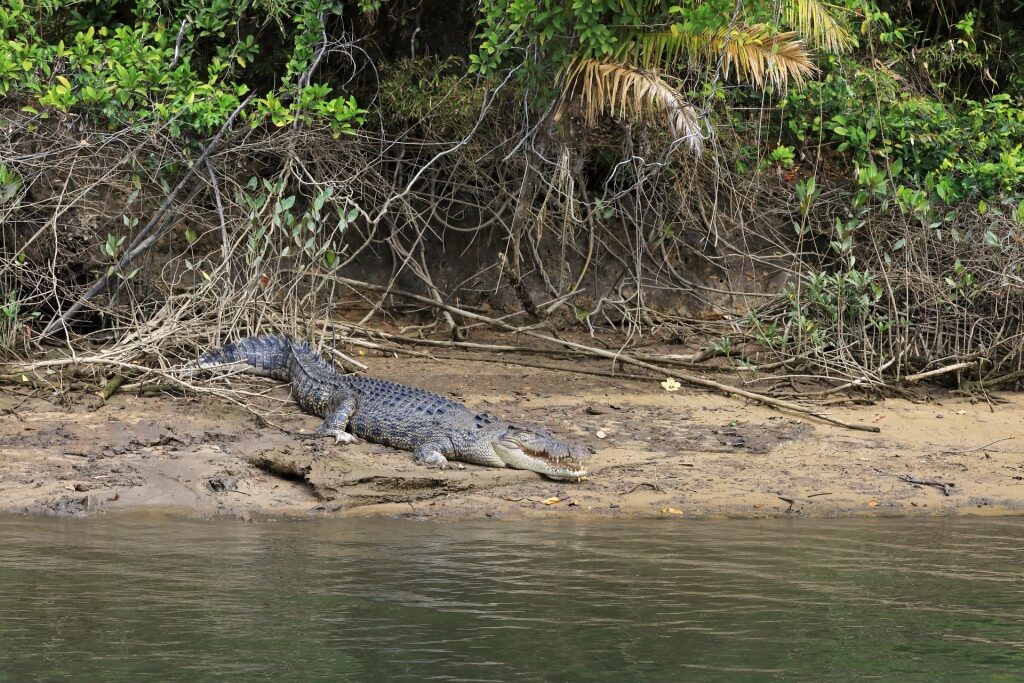Alligator by the water in Daintree