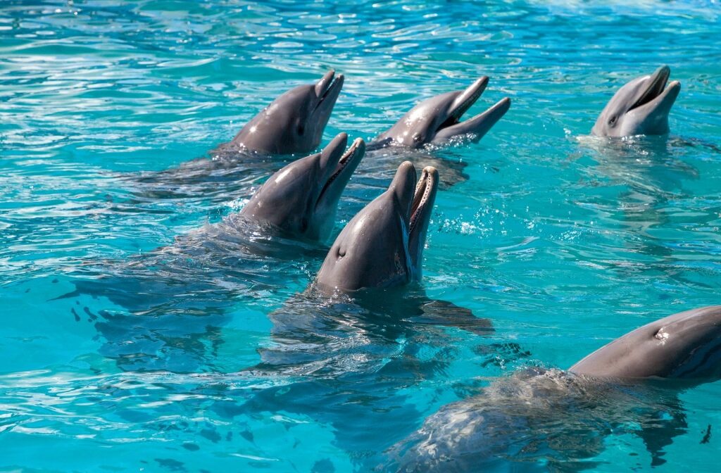 Dolphins swimming near shoreline