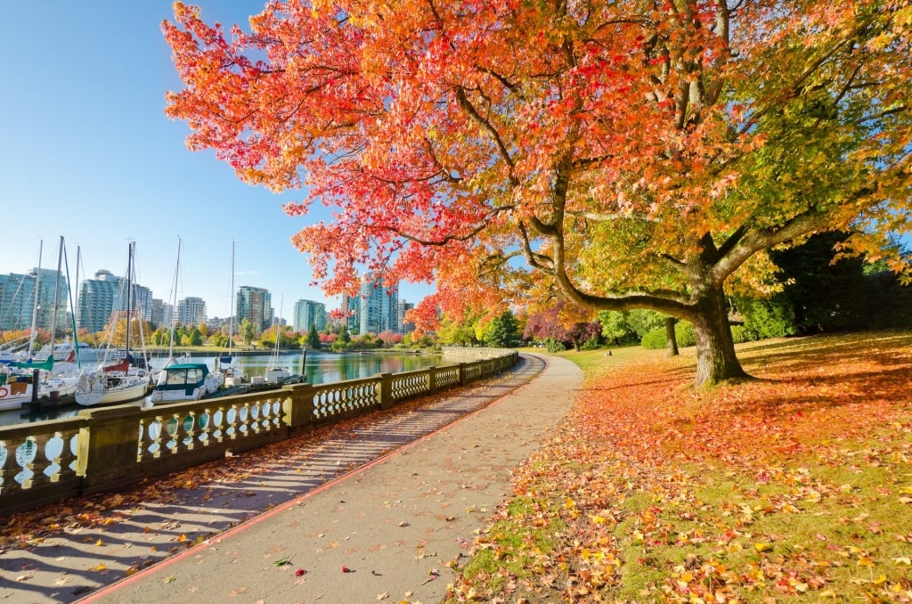 Scenic pathway in Stanley Park in autumn