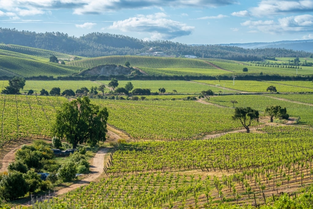 Lush vineyard of Casablanca Valley