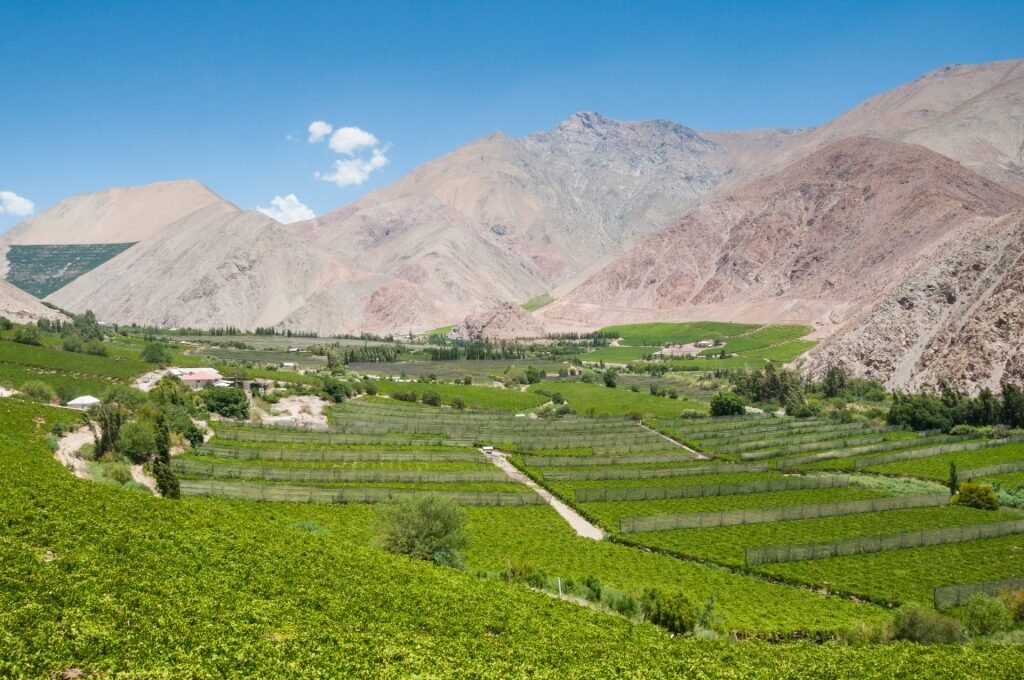 Vineyard in Elqui Valley with mountain backdrop
