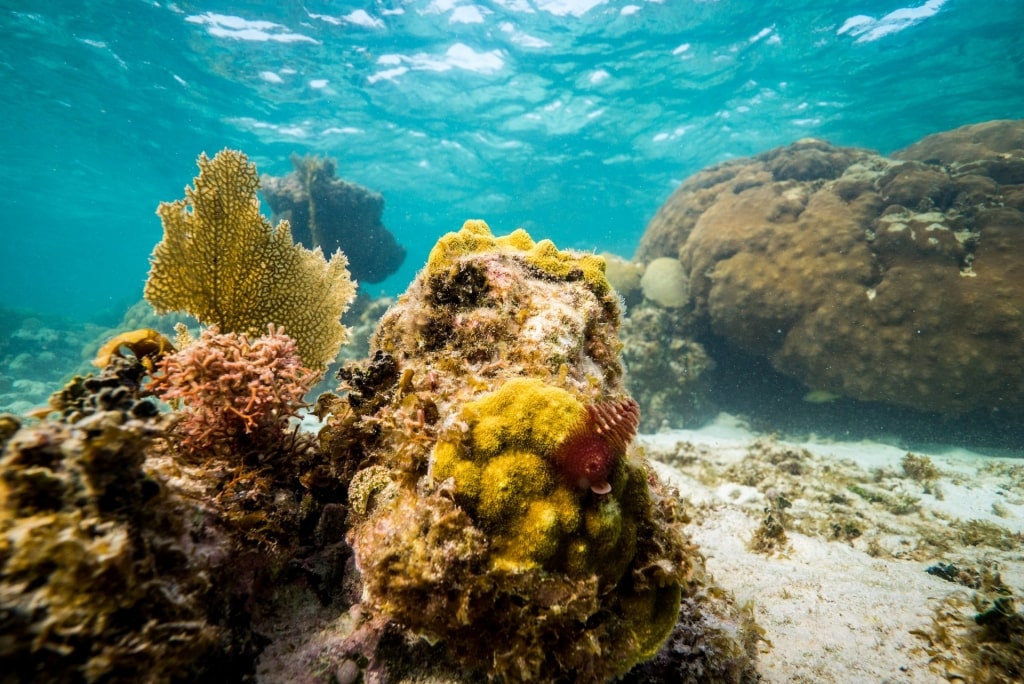 Colorful corals in Belize Barrier Reef