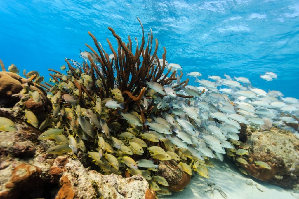 Fishes and corals in Hol Chan Marine Reserve