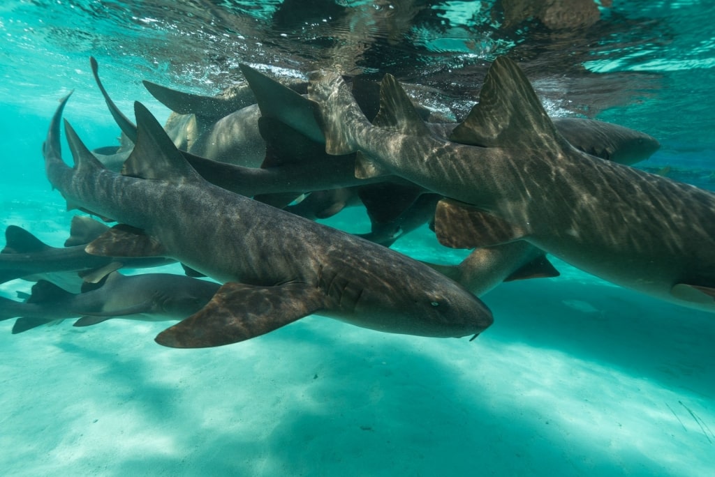 Sharks swimming in Shark Ray Alley