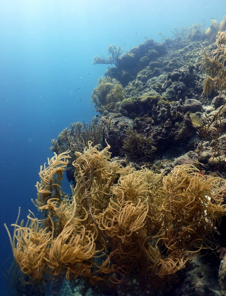 Marine life in Caracas Bay