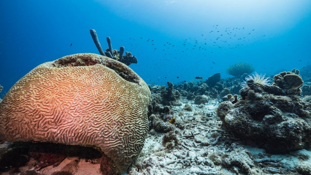 Coral reef as seen while snorkeling in Curacao