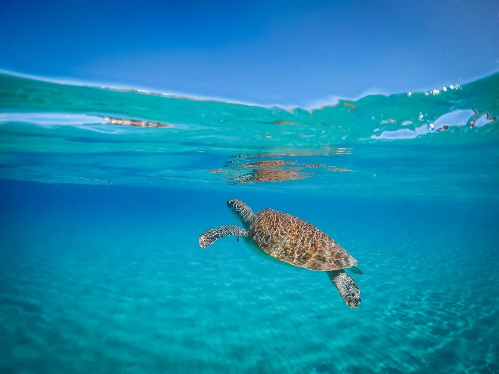 Turtle swimming in Playa Piskado