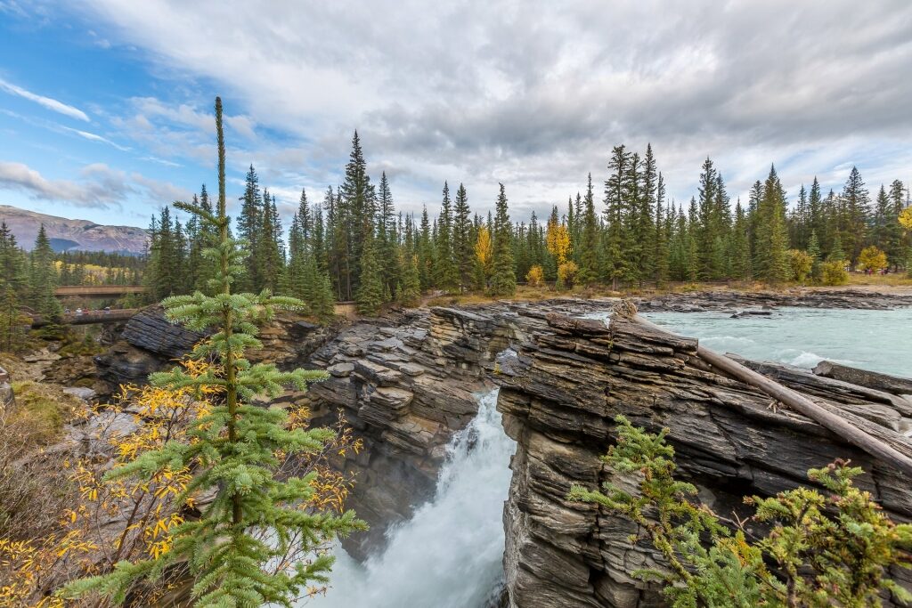 Lush landscape of Jasper National Park with Athabasca Falls