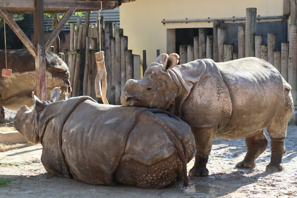 Rhinos in Jardim Zoológico