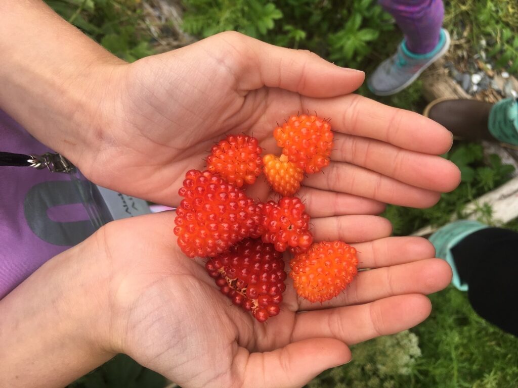 Freshly picked salmonberries in Alaska