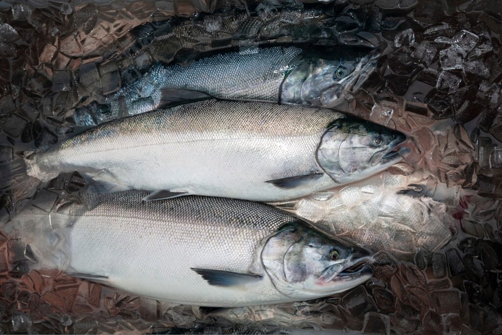 Freshly caught coho salmon