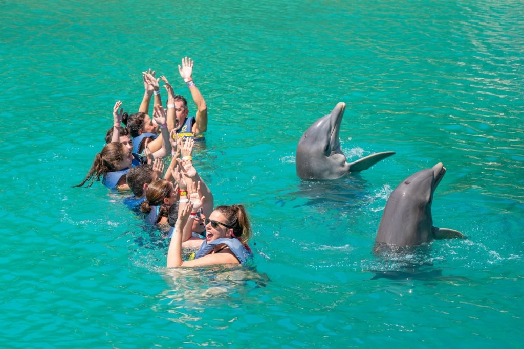 People swimming with dolphins