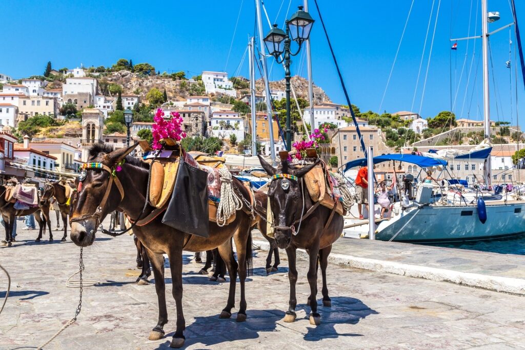 Donkeys in Hydra port