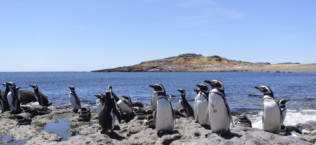 Penguins in Magallanes National Reserve