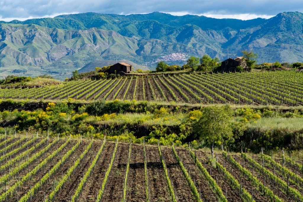 Vineyard near Mount Etna