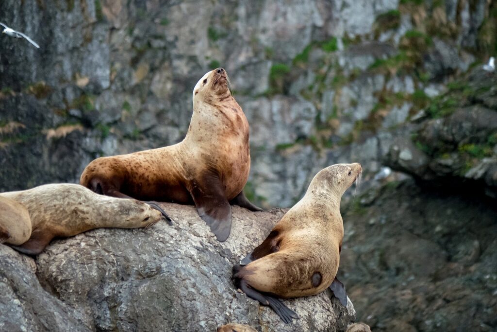 Sea lions on rocky cliff