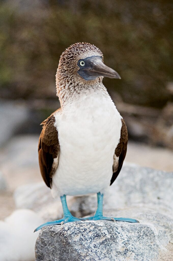Galapagos animals blue-footed booby